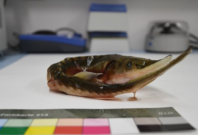 Image Acipenser_sturio_LGL_S2 of sample Acipenser_sturio_LGL_S2 (species: Acipenser sturio) / © Prof. Dr. Reinhold Hanel