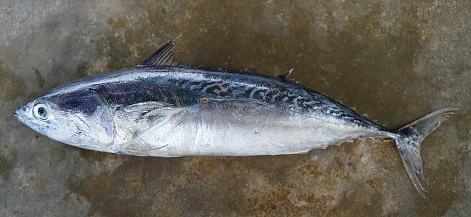 Image T016-1 of sample T016 (species: Auxis thazard) / © Prof. Dr. Reinhold Hanel