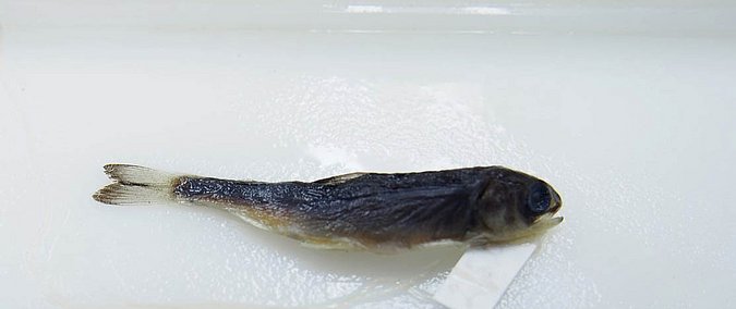 Image UAM_Fish_6602 [370010] of sample UAM:Fish:6602 [370010] (species: Oncorhynchus nerka) / © University of Alaska Fairbanks