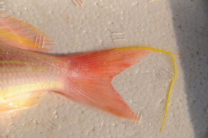 Image IR028-3 of sample IR028 (species: Nemipterus japonicus) / © Prof. Dr. Reinhold Hanel