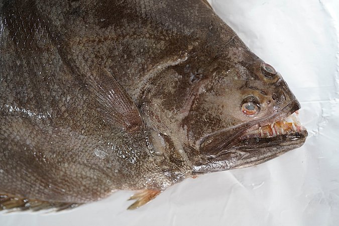 Image T178-5 of sample T178 (species: Psettodes erumei) / © Prof. Dr. Reinhold Hanel