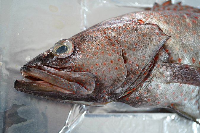 Image T103-11 of sample T103 (species: Anyperodon leucogrammicus) / © Prof. Dr. Reinhold Hanel