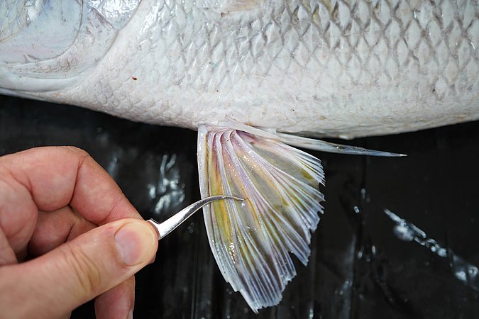 Image T164-6 of sample T164 (species: Aprion virescens) / © Prof. Dr. Reinhold Hanel