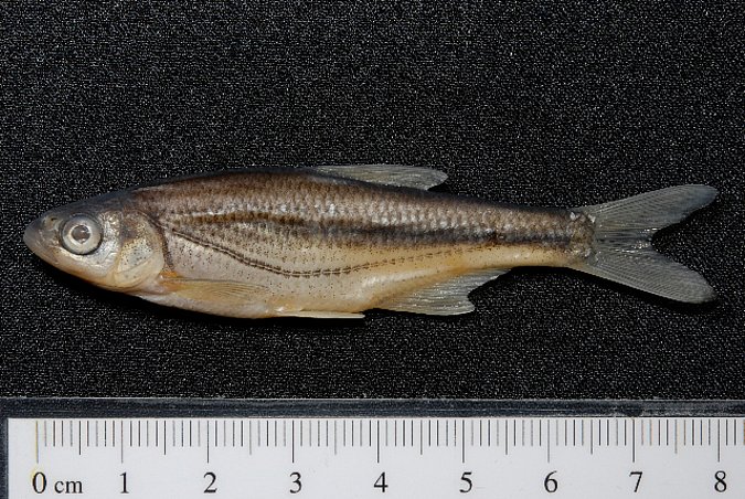 Image ZSM-PIS-038066|ZSM-BayFi 08289 of sample ZSM-PIS-038066|ZSM-BayFi 08289 (species: Alburnoides bipunctatus) / © LGL_SNSB/ZSM