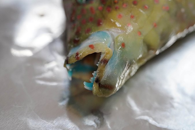 Image T091-3 of sample T091 (species: Cheilinus chlorourus) / © Prof. Dr. Reinhold Hanel