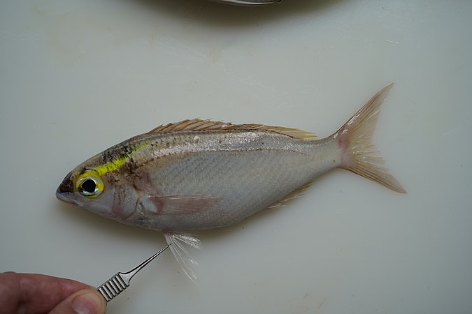 Image S172-3 of sample S172 (species: Scolopsis frenata) / © © Johann Heinrich von Thünen Institute