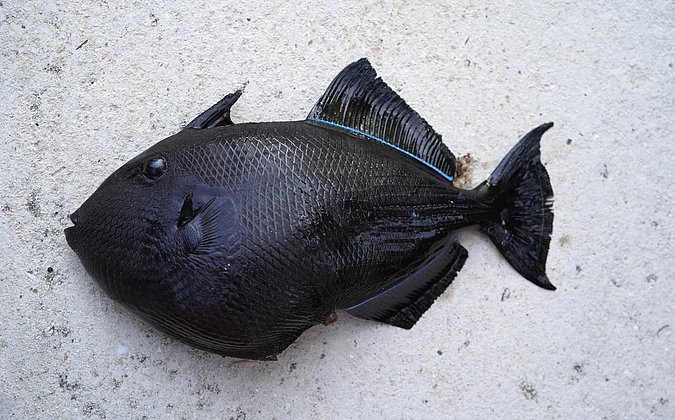Image T264-2 of sample T264 (species: Melichthys niger) / © Prof. Dr. Reinhold Hanel