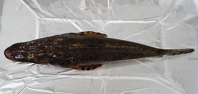 Image T162-1 of sample T162 (species: Papilloculiceps longiceps) / © Prof. Dr. Reinhold Hanel