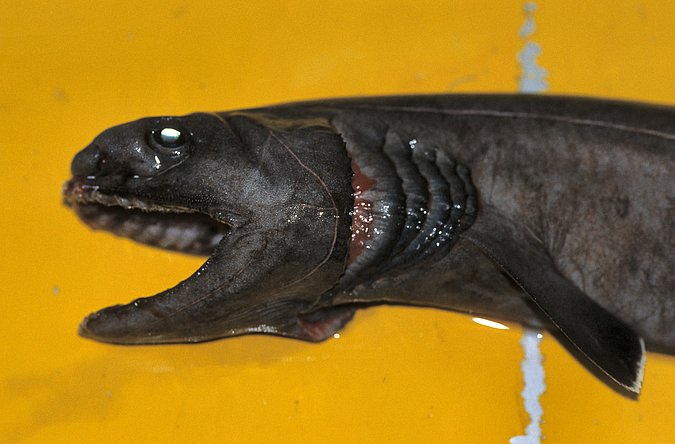 Image B349_Chlamydoselachus anguineus of sample B349 (species: Chlamydoselachus anguineus) / © Prof. Dr. Reinhold Hanel