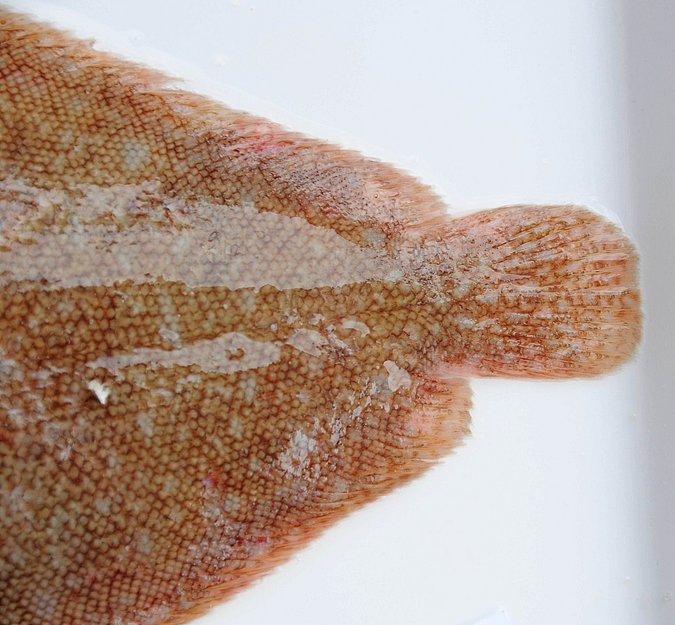 Image MA148-4 of sample MA148 (species: Pegusa lascaris) / © Prof. Dr. Reinhold Hanel