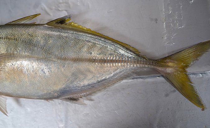 Image T150-8 of sample T150 (species: Atule mate) / © Prof. Dr. Reinhold Hanel