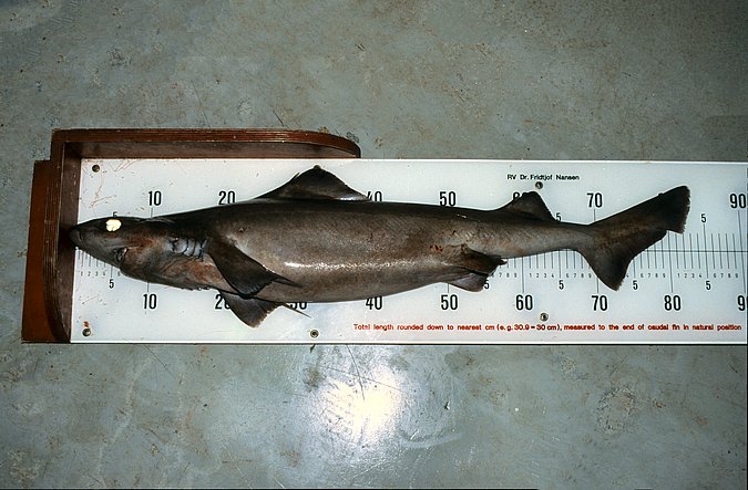 Image A335-1 of sample A335 (species: Centrophorus uyato) / © Prof. Dr. Reinhold Hanel