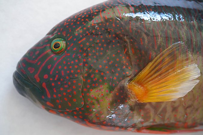 Image S028-2 of sample S028 (species: Cheilinus trilobatus) / © Prof. Dr. Reinhold Hanel