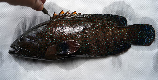 Image S001-1 of sample S001 (species: Cephalopholis argus) / © Prof. Dr. Reinhold Hanel