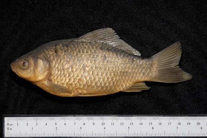 Image ZSM-PIS-033811|ZSM-BayFi 04384 of sample ZSM-PIS-033811|ZSM-BayFi 04384 (species: Carassius gibelio) / © LGL_SNSB/ZSM