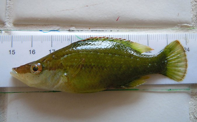 Image LB006-1 of sample LB006 (species: Symphodus rostratus) / © Prof. Dr. Reinhold Hanel