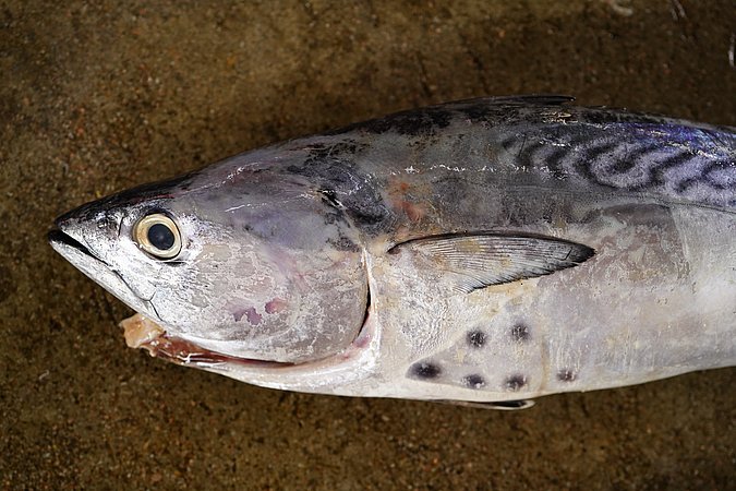 Image S103-2 of sample S103 (species: Euthynnus affinis) / © © Johann Heinrich von Thünen Institute