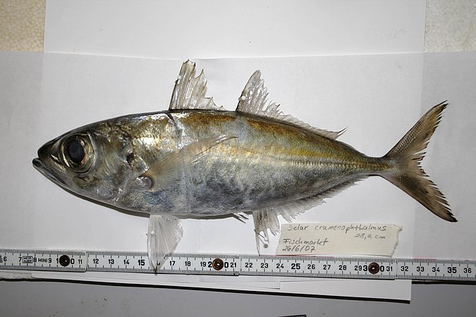 Image KV044-1 of sample KV044 (species: Selar crumenophthalmus) / © Prof. Dr. Reinhold Hanel