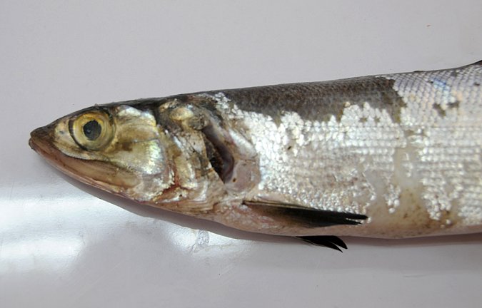 Image G039-5 of sample G039 (species: Elops senegalensis) / © Prof. Dr. Reinhold Hanel