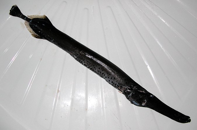 Image KV009-1 of sample KV009 (species: Aulostomus strigosus) / © Prof. Dr. Reinhold Hanel