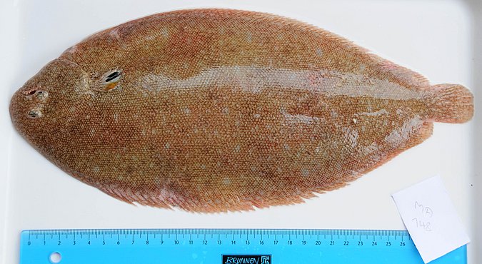 Image MA148-1 of sample MA148 (species: Pegusa lascaris) / © Prof. Dr. Reinhold Hanel