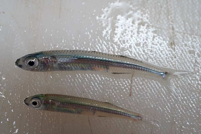 Image T207-2 of sample T207 (species: Hypoatherina harringtonensis) / © Prof. Dr. Reinhold Hanel