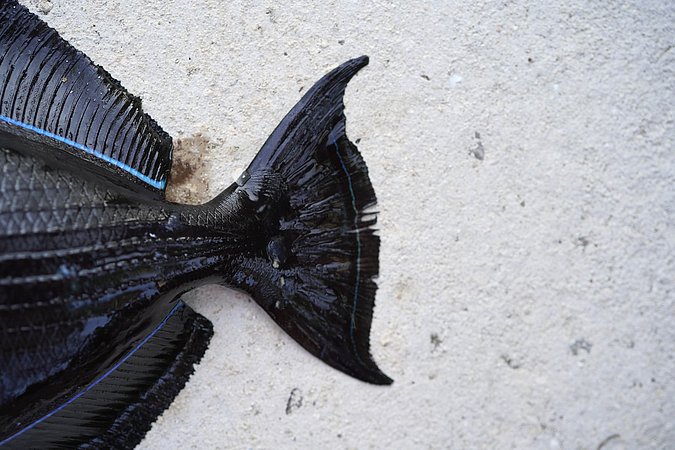 Image T264-6 of sample T264 (species: Melichthys niger) / © Prof. Dr. Reinhold Hanel