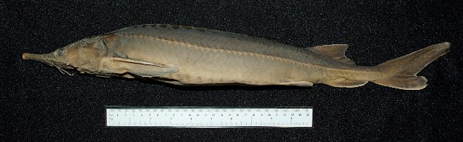 Image ZSM-PIS-038738|ZSM-BayFi 08721 of sample ZSM-PIS-038738|ZSM-BayFi 08721 (species: Acipenser ruthenus) / © LGL_SNSB/ZSM