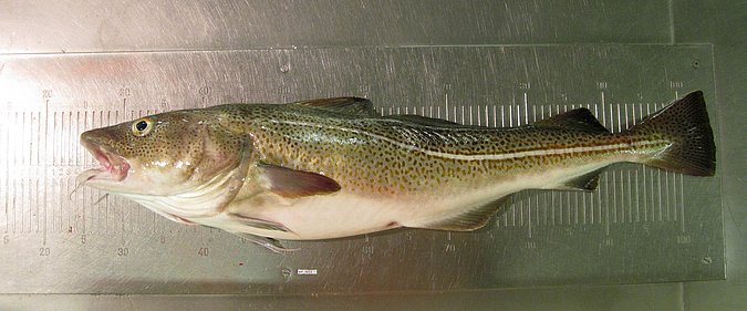 Image MF011-1 of sample MF011 (species: Gadus morhua) / © Prof. Dr. Reinhold Hanel