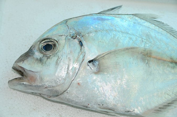 Image IR048-2 of sample IR048 (species: Platycaranx malabaricus) / © Prof. Dr. Reinhold Hanel