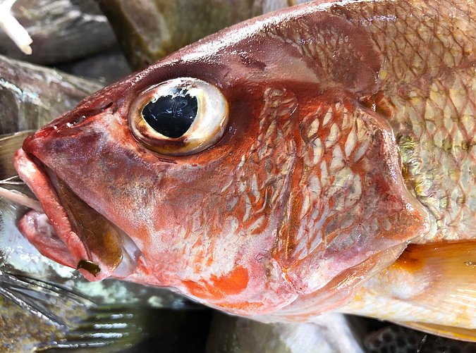 Image S215-2 of sample S215 (species: Lutjanus monostigma) / © Prof. Dr. Reinhold Hanel