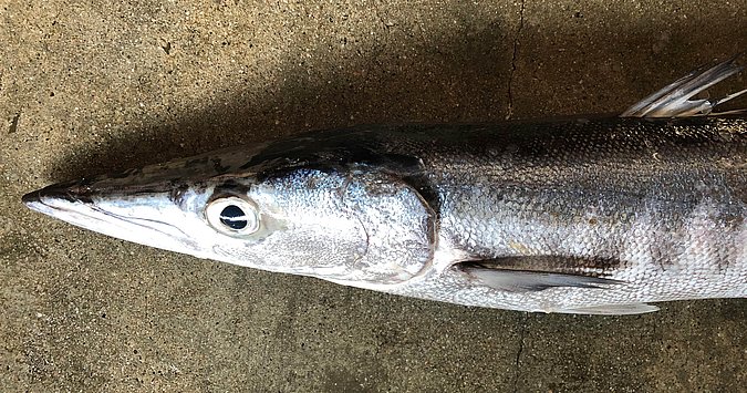 Image S197-1 of sample S197 (species: Sphyraena putnamae) / © Prof. Dr. Reinhold Hanel