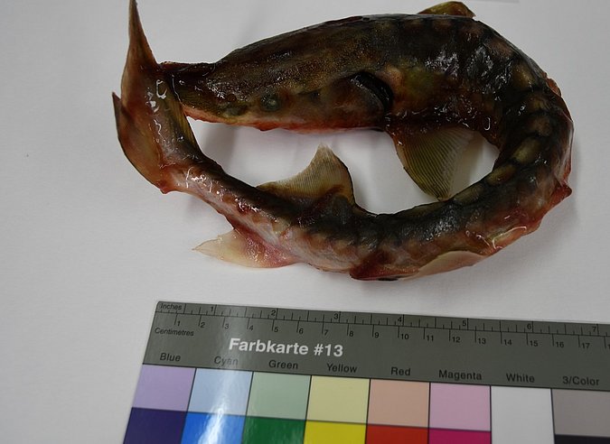 Image Acipenser_sturio_LGL_S1 of sample Acipenser_sturio_LGL_S1 (species: Acipenser sturio) / © Prof. Dr. Reinhold Hanel