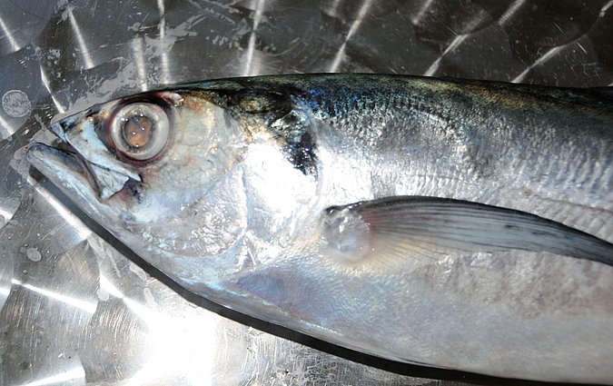 Image O026-2 of sample O026 (species: Megalaspis cordyla) / © Prof. Dr. Reinhold Hanel