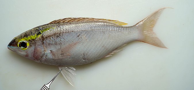 Image S171-4 of sample S171 (species: Scolopsis frenata) / © Prof. Dr. Reinhold Hanel