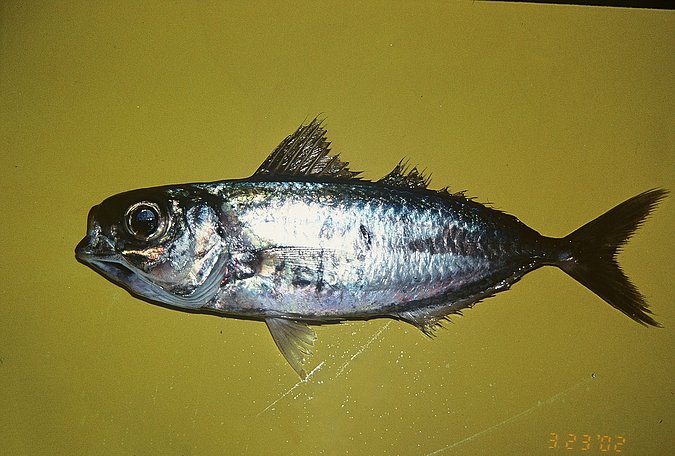 Image A450-1 of sample A450 (species: Ariomma bondi) / © Prof. Dr. Reinhold Hanel