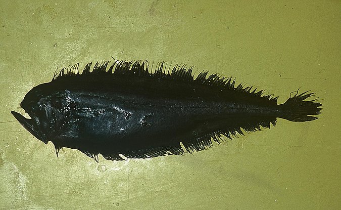 Image B352_____0021 of sample B352 (species: Chascanopsetta lugubris) / © Prof. Dr. Reinhold Hanel