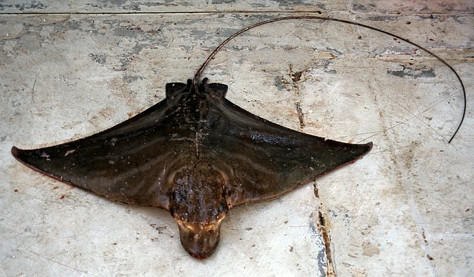 Image Angola-013-ak_B222 of sample B222 (species: Aetomylaeus bovinus) / © Prof. Dr. Reinhold Hanel