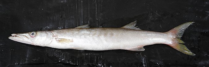 Image T035-1 of sample T035 (species: Sphyraena putnamae) / © Prof. Dr. Reinhold Hanel