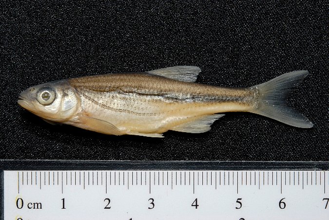 Image ZSM-PIS-038262|ZSM-BayFi 08381 of sample ZSM-PIS-038262|ZSM-BayFi 08381 (species: Alburnoides bipunctatus) / © LGL_SNSB/ZSM