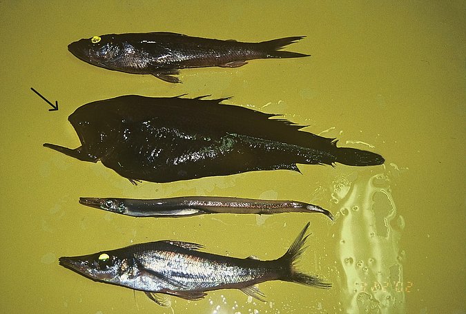 Image A429-1 of sample A429 (species: Chascanopsetta lugubris) / © Prof. Dr. Reinhold Hanel