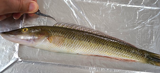 Image T058-2 of sample T058 (species: Cheilio inermis) / © Prof. Dr. Reinhold Hanel