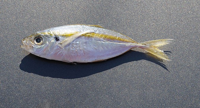 Image O001-1 of sample O001 (species: Selaroides leptolepis) / © Prof. Dr. Reinhold Hanel