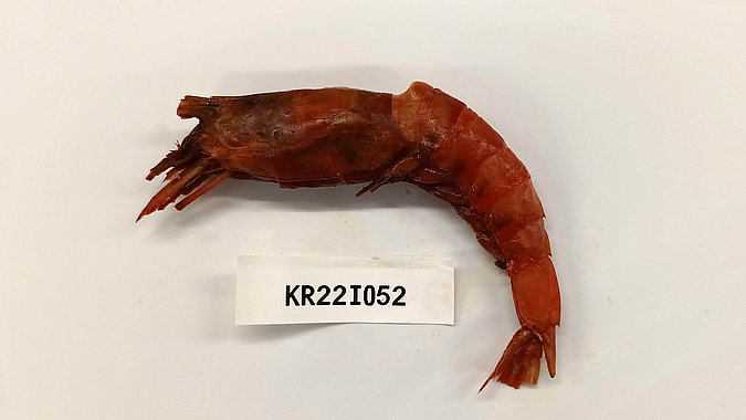 Image Kr22I052 of sample Kr22I052 (species: Aristeus alcocki) / © Prof. Dr. Reinhold Hanel