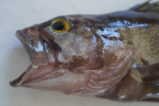 Image S062-2 of sample S062 (species: Epinephelus ongus) / © © Johann Heinrich von Thünen Institute