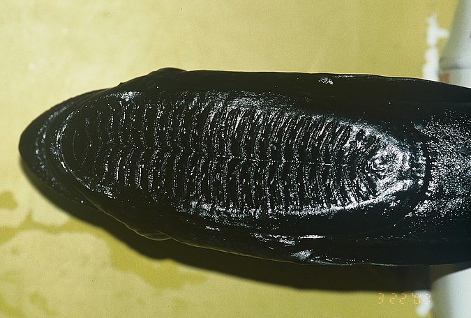 Image B318_____0111 of sample B318 (species: Echeneis naucrates) / © Prof. Dr. Reinhold Hanel