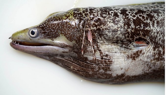 Image S224-1 of sample S224 (species: Gymnothorax undulatus) / © Prof. Dr. Reinhold Hanel