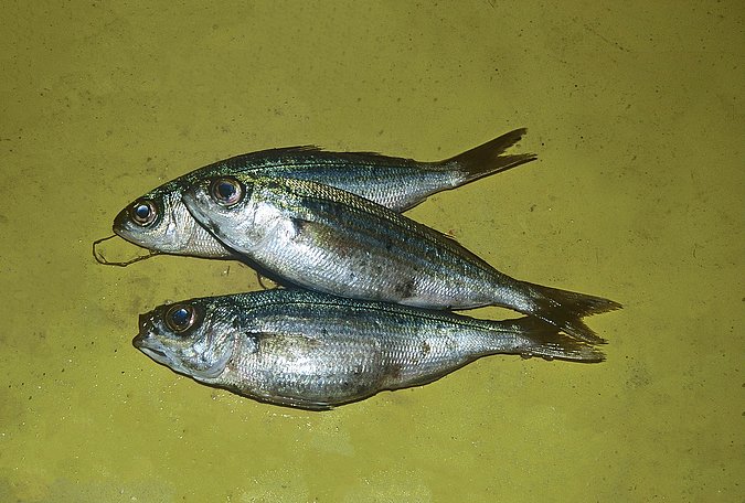 Image A109-1 of sample A109 (species: Boops boops) / © Prof. Dr. Reinhold Hanel