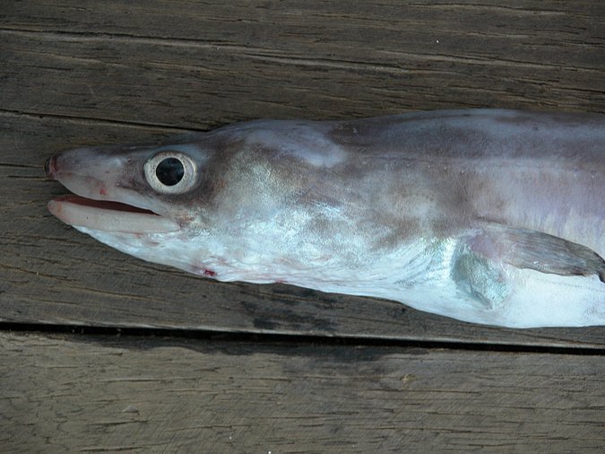 Image K05-25-2 of sample K05-25 (species: Conger conger) / © Prof. Dr. Reinhold Hanel