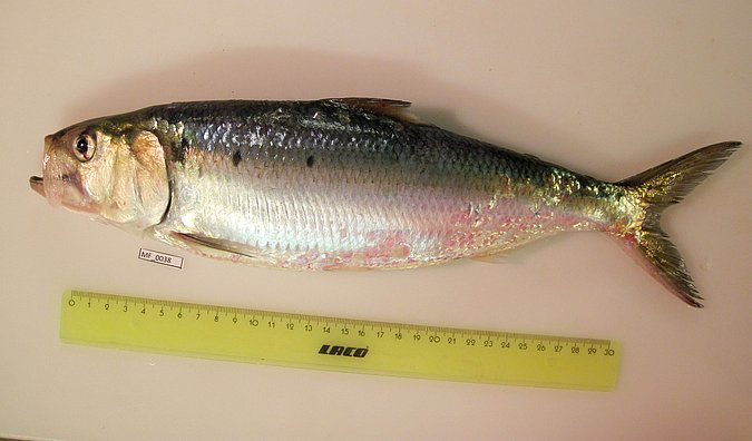 Image MF038-1 of sample MF038 (species: Alosa fallax) / © Prof. Dr. Reinhold Hanel